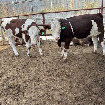 广西养牛基地西门塔尔牛育肥效果好四百多斤四代母牛要多少钱呢？