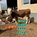 西门塔尔牛600多斤的牛小母牛报价云南养牛场大小都有