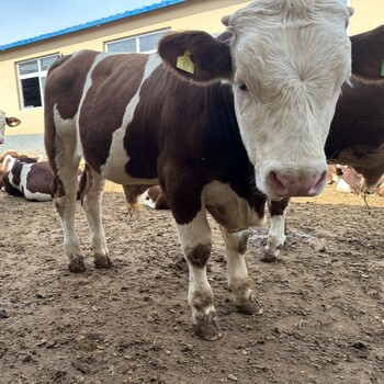 广西养牛基地西门塔尔牛育肥效果好四百多斤四代母牛要多少钱呢？