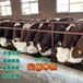 云南宏图中转场西门塔尔牛大骨架5个月的小母牛的价格