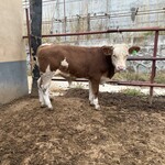 西门塔尔牛养殖场500--600斤公牛犊存栏量大育肥效果好