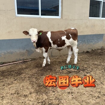 西門塔爾牛五百至六百斤一頭牛犢子市場(chǎng)價(jià)多少遼寧過渡牛場(chǎng)好養(yǎng)易活