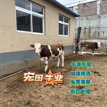 西門塔爾牛五百至六百斤一頭牛犢子市場(chǎng)價(jià)多少遼寧過渡牛場(chǎng)好養(yǎng)易活