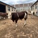 西门塔尔牛交易市场6之7个月四代母牛大小都有大骨架