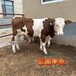 西门塔尔牛五之六个月牛犊市场价格河南养牛场好养易活