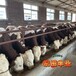 西门塔尔牛500斤一只小牛犊销售价格重庆交易市场全国发货