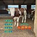 湖南肉牛养殖基地西门塔尔牛专车运输6之7个月公牛犊报价