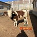 西门塔尔牛五个月的牛多少钱黑龙江交易市场采食能力强