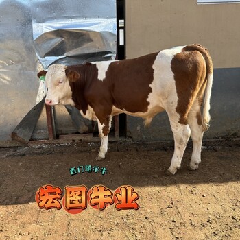 吉林交易市場(chǎng)西門(mén)塔爾牛周期短300斤公牛犢多少一頭