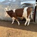 西门塔尔牛四五百斤的小母牛苗的价钱河南大型中转基地抗逆性好
