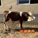 西门塔尔牛中转基地400至500斤母牛纯种肉牛出售出栏快