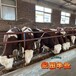 西门塔尔牛过渡场500--600斤小公牛散养肉牛生态散养