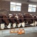 甘肃过渡牛场西门塔尔牛好养活五之六个月牛犊要多少钱一头