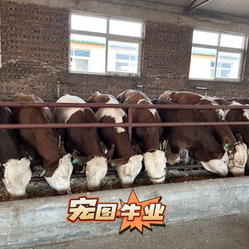 甘肅過(guò)渡牛場(chǎng)西門(mén)塔爾牛好養(yǎng)活五之六個(gè)月牛犢要多少錢(qián)一頭