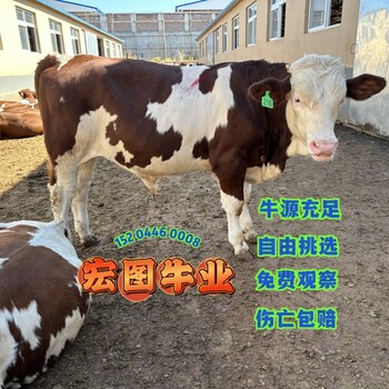 甘肅過(guò)渡牛場(chǎng)西門(mén)塔爾牛好養(yǎng)活五之六個(gè)月牛犢要多少錢(qián)一頭