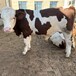 东北肉牛养殖基地西门塔尔牛四肢强健5个月的小母牛多少钱