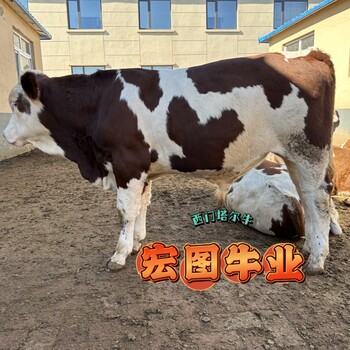 甘肅過(guò)渡牛場(chǎng)西門(mén)塔爾牛好養(yǎng)活五之六個(gè)月牛犢要多少錢(qián)一頭