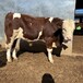 西门塔尔牛七个月的基础母牛出售四川养殖场体型骨架大