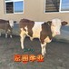 山西养牛场西门塔尔牛采食能力强500斤左右小母牛犊现在什么价