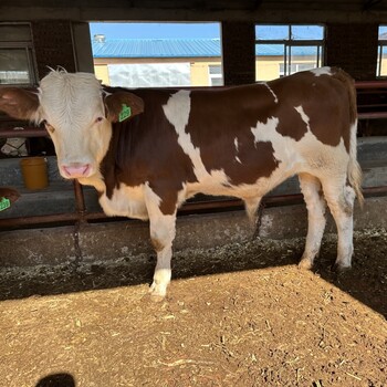 西门塔尔牛四百斤小母牛犊现在什么价钱广东宏图养牛场抗逆性好