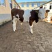 西门塔尔种牛基地8个月母牛苗散养肉牛产肉量高
