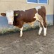 广西大型中转基地西门塔尔牛大小都有2023年牛犊的价格