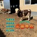 广东养牛场西门塔尔牛饲养简单五六百斤的四代母牛新的价格