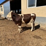 西门塔尔牛六个月的一头母牛的价钱福建大型中转基地存栏量大