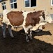 黑龙江交易市场西门塔尔牛提供养殖技术五六百斤母牛苗的价钱