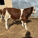 西门塔尔牛五百多斤牛犊小母牛要多少钱黑龙江过渡牛场提供技术