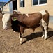 广东种牛基地西门塔尔牛四肢强健五六百斤的四代母牛要多少钱
