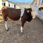 西门塔尔养牛基地四五百斤小母牛存栏量大四肢结实
