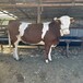 河北肉牛养殖基地西门塔尔牛大骨架六百多斤小牛现在什么价