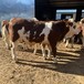 西门塔尔牛大型养牛场8个月牛犊散养肉牛可视频挑选