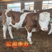 西门塔尔牛600多斤的牛小母牛销售价格河南宏图养牛场数量充足