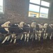西门塔尔牛300斤的小牛现在什么价东北地区养殖场红白花的