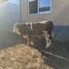 广西牛养殖基地西门塔尔牛自养自销600斤的牛犊小母牛市场价格