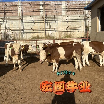 西門塔爾牛五百至六百斤一頭牛犢子報(bào)價(jià)河北肉牛養(yǎng)殖基地各規(guī)格都有