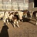 西门塔尔养牛场六百斤小牛犊大小都有脊背宽阔