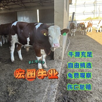 西門塔爾牛五百至六百斤一頭牛犢子報(bào)價(jià)河北肉牛養(yǎng)殖基地各規(guī)格都有