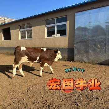 西門塔爾牛五百至六百斤一頭牛犢子報(bào)價(jià)河北肉牛養(yǎng)殖基地各規(guī)格都有