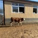 西门塔尔牛300至400斤小母牛犊出售江西牛养殖基地紫红花的