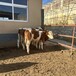 西门塔尔牛6之7个月公牛犊多少钱一只安徽过渡牛养殖场采食能力强