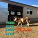 西门塔尔牛中转场300斤公牛散养肉牛犊提供技术