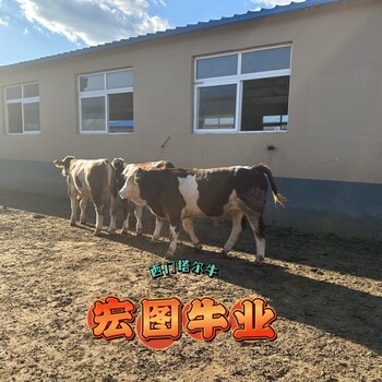 西门塔尔牛6之7个月公牛犊多少钱一只安徽过渡牛养殖场采食能力强