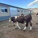 西门塔尔养牛基地四五百斤小母牛纯放山牛红白花