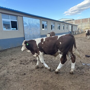 西门塔尔牛400多斤的牛小母牛市场价多少江西养牛基地饲养简单
