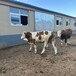 四川过渡牛场西门塔尔牛好养易活四百斤的牛犊小母牛多少一头