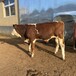 山西过渡牛养殖基地西门塔尔牛出肉率高六百斤的四代母牛现在什么价钱