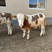 西门塔尔牛六百斤一头牛现在什么价钱浙江肉牛养殖基地提供技术